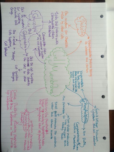 AS level biology cell membrane mind map Cell Cycle And Cell Division Mind Map, Cell Membrane Notes, Revision Hacks, Cell Membrane Structure, Biology Cell, Med Notes, Biochemistry Notes, Teas Test, Dussehra Greetings