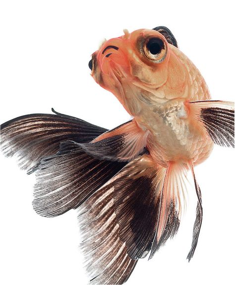 Fantail Goldfish, Goldfish Art, Carpe Koi, Water Animals, Underwater Creatures, Beautiful Fish, Freshwater Aquarium, Colorful Fish, Freshwater Fish