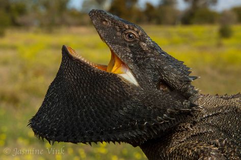 Eastern Bearded Dragon, Bearded Dragon Colors, Bearded Dragon Diet, Baby Bearded Dragon, Bearded Dragon Cute, Unusual Animals, Like Animals, Reptiles And Amphibians, Bearded Dragon