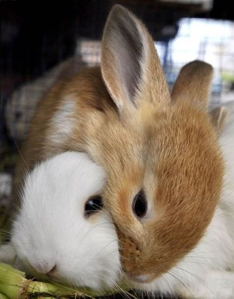 Aww! They love each other:) Two Rabbits, Bunny Lovers, Funny Bunnies, Baby Bunnies, Hamsters, Cotton Ball, Cute Backgrounds, White Rabbit, Cute Creatures