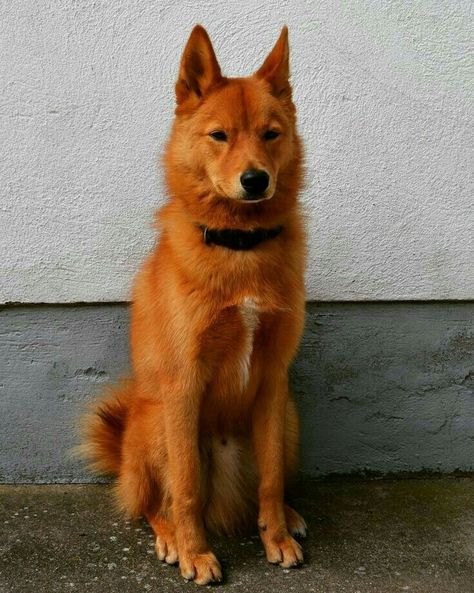 Finnish Spitz Dog, Finish Spitz, Family Friendly Dogs, Finnish Spitz, Akc Breeds, Spitz Dogs, Fox Dog, Cocker Spaniel Puppies, Purebred Dogs