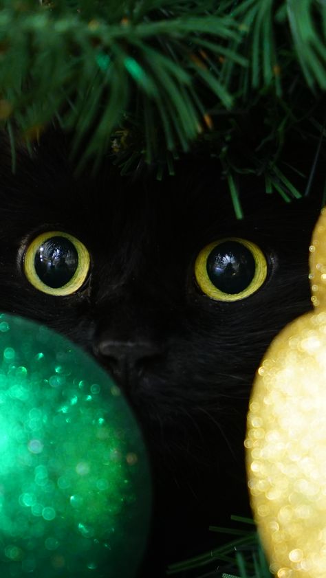 Peek-a-boo. Christmas Black Cat, Black Cat Christmas, Black Kitties, Christmas Kitty, Cat Products, Best Images, Inspiring Images, Cat Christmas, Domestic Cat