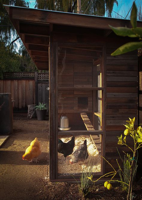 Chicken Coop — Modern Hive Modern Chicken Coop Design, Cute Shed, Modern Chicken Coop, Chicken Coop And Run, Happy Chickens, Coop And Run, Raising Chicken, Chicken Coup, Urban Chickens