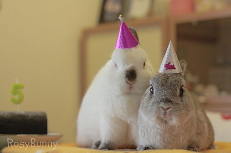 it's two bunnies wearing hats, people. two bunnies wearing hats. Birthday Wishing, Bunny Drawing, Bunny Bunny, Fluffy Bunny, House Rabbit, Party Animals, Honey Bunny, Year Of The Rabbit, Funny Bunnies