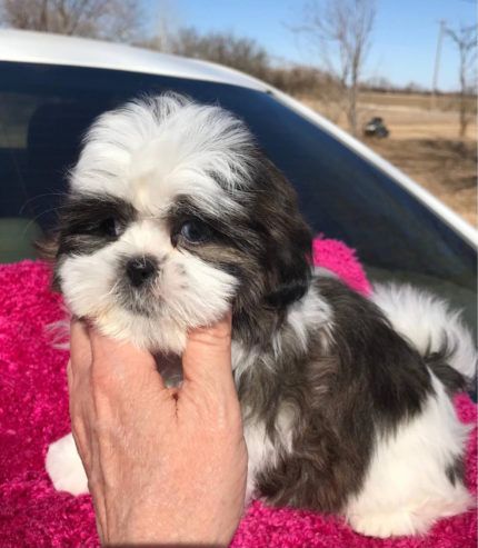 Kareen Shih Tzu Puppies Cute Puppies For Sale, Shih Tzu For Sale, Shih Tuz, Shitzu Puppies, Shih Tzu Puppies, Puppies For Sale Near Me, Puppies Near Me, Most Beautiful Dogs