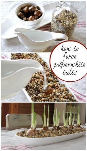 How to Force Paperwhite Bulbs, Easy Instructions and Photos to Follow | Creativecaincabin.com Christmas Paper Whites Bulbs, Forcing Paperwhites, Forcing Bulbs, Paper Whites, Big Table, Garden Bulbs, Indoor Gardens, Indoor Flowers, Deco Floral