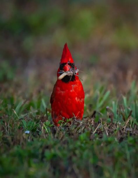 Cardinal Symbolism, Get Rid Of Squirrels, Heated Bird Bath, Suet Bird Feeder, Backyard Birds Feeders, Fruit Bushes, Evergreen Trees, Backyard Birds, All Birds