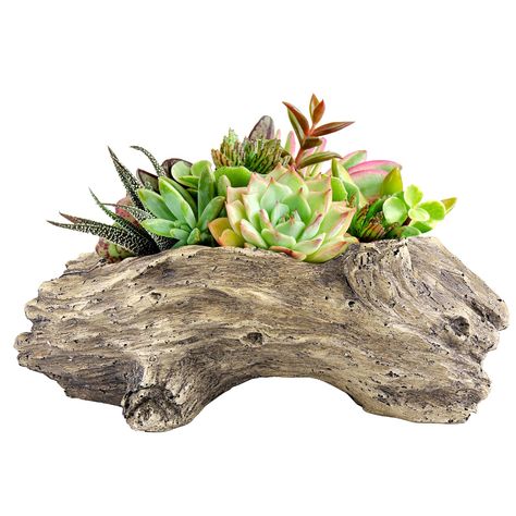 PRICES MAY VARY. Durable Resin Construction: Made from premium resin for long-lasting use as indoor or outdoor planters. Compact Size: Measures 4.3" x 9.2" x 3.5" to accommodate soil and plants. Bottom Drainage Hole: Designed with a drainage hole to prevent overwatering and root rot. Decorative Style: Features a unique stump shape and solid painted finish to add visual interest. Great Gift Idea: An ideal present for gardening enthusiasts to decorate their home or yard. Aclema Stump Plant Flower Driftwood Planters, Flower Cactus, Indoor Flower Pots, Vintage Gardening, Garden Vases, Succulent Planters, Wood Planter, Unique Planter, Succulents In Containers