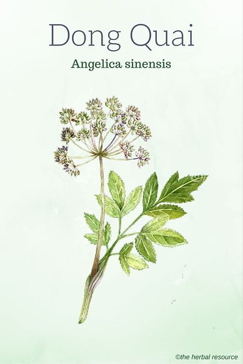 Don Quai Benefits, Dong Quai Benefits, Dreams Manifest, Angelica Sinensis, Dong Quai, Medicinal Herb, Herbal Plants, Essential Oils Herbs, Herbal Apothecary