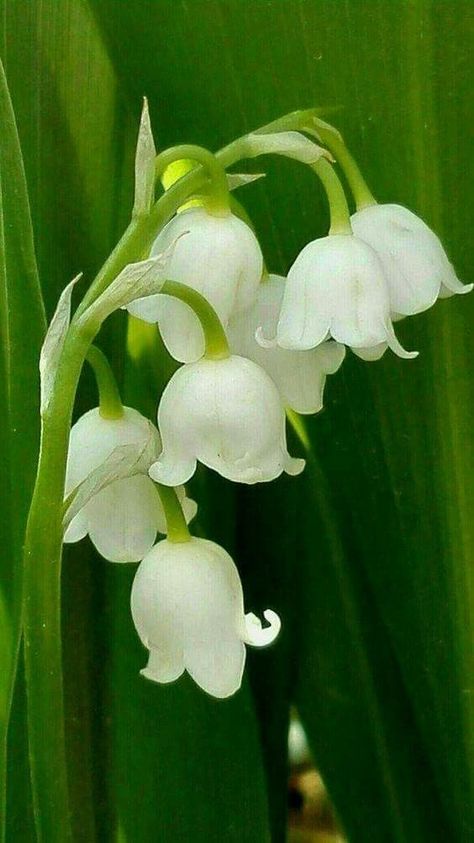 Lily Of The Valley, The Valley, White Flowers, Lily, Flowers, Green, White, Nature