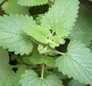 catmint, catnep,catnip, (nepeta cataria) member of the mint family (labiatae) :article featuring HUMAN uses of catnip Nepeta Cataria, Catnip Plant, Tower Garden, Feral Cats, Plant List, Tea Garden, Ornamental Plants, Edible Plants, Insect Repellent