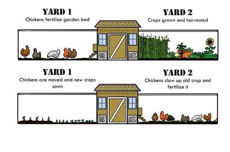 Chicken run ideas around the garden Chicken Run Ideas, Urban Chicken Farming, Chicken Coop Garden, Portable Chicken Coop, Urban Chickens, Backyard Chicken Farming, Best Chicken Coop, Chicken Run, Chicken Coop Designs