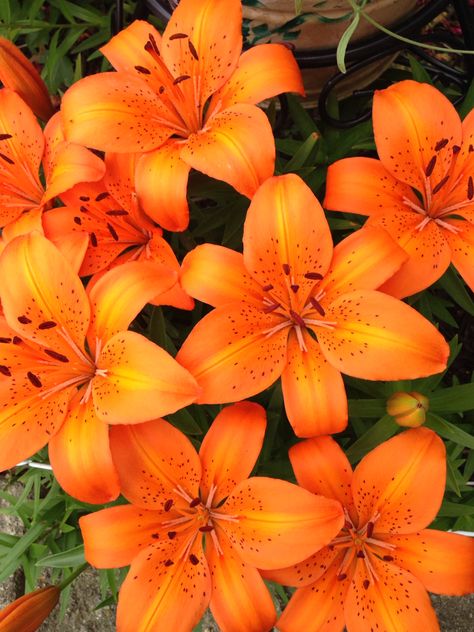 Lily Flower Orange, Water Lilly Aesthetic, Lilly Illustration, Orange Flowers Aesthetic, Lillie Flower, Lilly Aesthetic, Light Orange Flowers, Orange Tropical Flowers, Flower Gardening Ideas