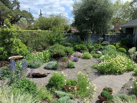 Top Garden Trends for 2024 | Garden Design Drought Tolerant Landscape Design, Drought Tolerant Trees, Low Water Gardening, Lawn Alternatives, Drought Resistant Plants, Drought Tolerant Garden, Drought Tolerant Landscape, Hillside Landscaping, Gardening Trends