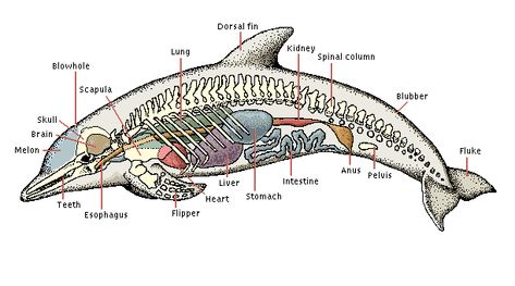 Anatomy Of A Dolphin, Dolphin Anatomy, Dolphin Habitat, Dolphin Facts, Baleen Whales, Animal Anatomy, Vet Medicine, Bottlenose Dolphin, Marine Biologist