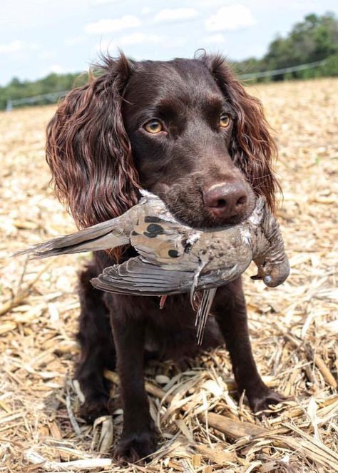 Working Cocker Spaniel. (Gentlemanbobwhite) Working Spaniel, Working Cocker Spaniel, Working Cocker, Cocker Spaniel Dog, Different Dogs, Dog Boarding, Instagram Dogs, Hunting Dogs, Dog Sitting