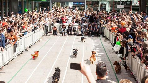 Hophaus Dachshund Race 2017 - September 23 | Australian Dog Lover Pet Festival, Run With Dog, Dog Festival, Event Activations, Cycling With Dog, Dog Event, Dog Events, Dog Fever, Pet Event