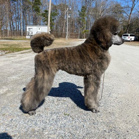 Puppy Pfp, Poodle Tattoo, Sketch Nature, Poodle Haircut, Animal Aesthetic, Poodle Toy, Animal Sketch, Poodle Puppy Standard, Wallpaper Dog