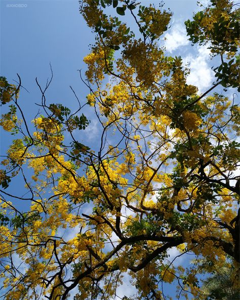 Golden Showers Tree, Amaltas Tree, Indian Photos, 13 March, 7 August, 16 October, 13 October, 12 October, Tree Photography