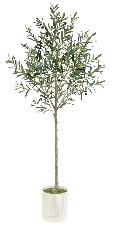 PRICES MAY VARY. lifelike and Full:This indoor artificial olive tree has a height of 6FT (72in) and features a realistic simulated trunk and branches, 3 colors of olive fruits. The unique shape and realistic look is perfect for decorating your house. Decorative Planter Included: Our faux olive tree comes pre-packaged in a heavy-duty pot and also comes with a decorative beautiful planter so you don't have to buy extra. Easy Assembly and Care: Assembled in 2 parts in just one step, you are free to Indoor Tree Plants, Artificial Olive Tree, Patio Trees, Indoor Tree, Faux Olive Tree, Fake Trees, Silk Tree, White Pot, Faux Tree