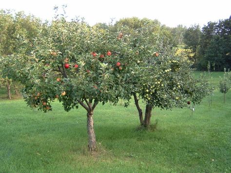 fruiting trees Apple Tree Garden Design, Fruit Trees Garden Design, Fruit Trees Backyard, Fruit Tree Garden, Orchard Design, Orchard Garden, Growing Fruit, Fruit Garden, Flowers Wallpaper