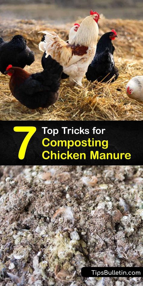 Fresh chicken manure or poultry manure burns plants. Put chicken poop on your compost pile to make composted chicken manure and have chicken manure fertilizer for your garden. However you compost chicken manure, composted chicken manure makes ideal plant food. #compost #chicken #manure Chicken Manure Compost, Chicken Composting, Happy Chickens, Manure Composting, How To Compost, Chicken Barn, Chicken Manure, Chicken Poop, Portable Chicken Coop