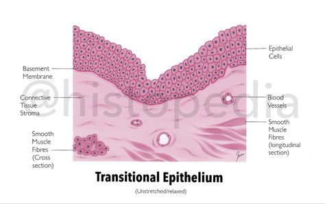 Simpilifed histology diagrams and illustrations• For more such diagrams and explanations visit histopedia #histopedia19 #histology #Anatomy #Illustrations #medschool Transitional Epithelium, Epithelial Tissue, Med Notes, Medical Infographic, Histology Slides, Basement Membrane, Pre Med, Med School, Anatomy