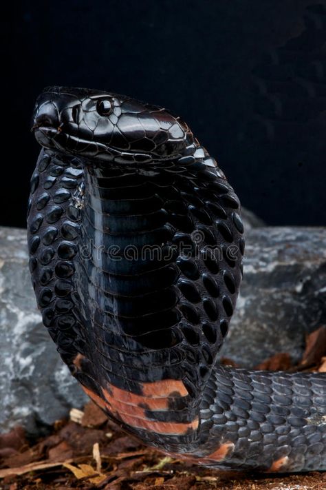 Cobra Photo, Dangerous Snakes, Black Mamba Snake, King Cobra Snake, Snake Photos, Poisonous Snakes, Colorful Snakes, Pretty Snakes, Snake Wallpaper