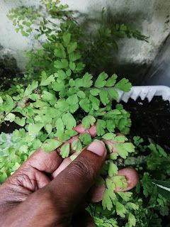 Garden Chronicles of James David: How to Care & Cultivate Maiden Hair Ferns Maiden Hair Fern Care, Maiden Hair, Vertical Garden Plants, Ferns Care, Types Of Ferns, Used Tea Bags, Sun Loving Plants, Big Leaves, Colorful Plants