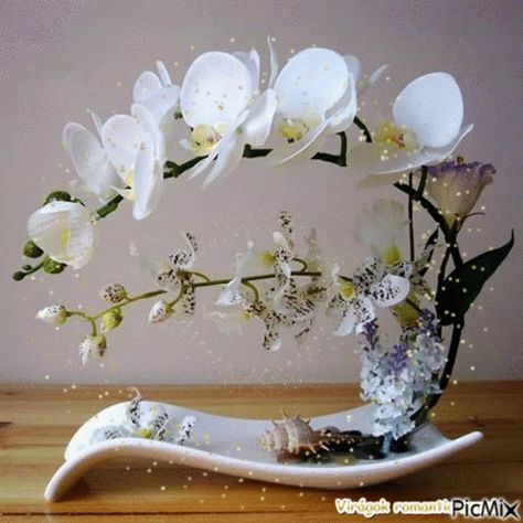 Orhidea Design GIF - Orhidea Design Orchids - Discover & Share GIFs Orchid Flower Arrangements, Butterfly Orchid, Silk Orchids, Rare Orchids, Family Wall Decor, Artificial Orchids, Orchid Arrangements, Home Garden Plants, Flowers Dried