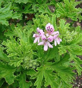 Rozanne Geranium, Citronella Plant, Herb Art, Scented Geranium, Rose Flavored, Pelargonium Graveolens, Rose Geranium, Plant Cuttings, Propagating Plants