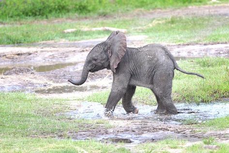 All About Elephants, Elephant Calf, Elephant Rescue, Elephant Photography, Elephant Pictures, Elephant Sculpture, In The Zoo, Asian Elephant, Elephant Love