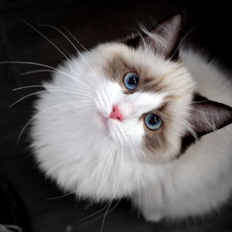 Bicolor Ragdoll, Quiet Cat, Ragdoll Kittens, Ragdoll Cats, Most Beautiful Cat Breeds, Airbrush Art, Scottish Fold, White Cats, Ragdoll Cat