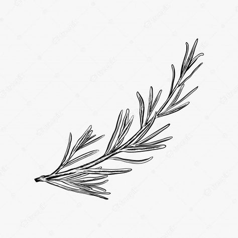 Premium Vector | Hand drawn rosemary vector illustration-rosemary logo design inspiration Rosemary Tattoo, Herb Tattoo, Pine Tattoo, G Tattoo, Weird Tattoos, Classy Tattoos, Dainty Tattoos, Subtle Tattoos, Plant Drawing