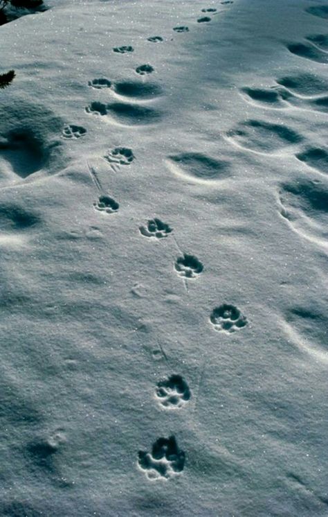 Paw prints Wolf Tracks, Saving Dogs, Wolf Paws, Snow Tracks, Bull Mastiff Dogs, Wolf Paw Print, Paw Background, Wolf Conservation Center, Sawtooth Mountains