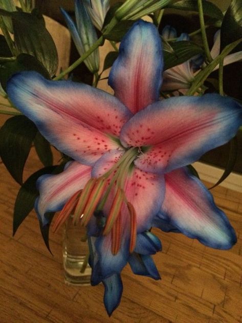 Real Flower Pictures, Blue Lillie’s, Blue Flowers Aesthetic, Blue Lilies, Blue Lilly, Blue Lily, Boquette Flowers, Lily Flowers, Nothing But Flowers