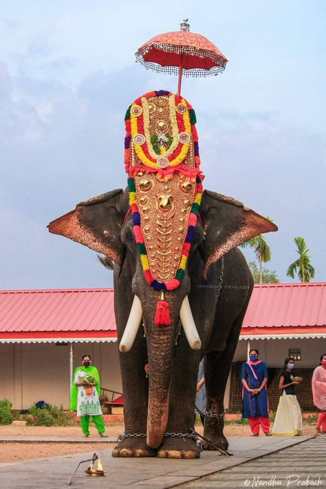 Kerala Elephant Photography, Pooram Elephant, Diy Ganpati, Thrissur Pooram, Temple Elephant, Pre Wedding Photoshoot Props, Elephant Photography, Black Hd Wallpaper, Black Hd