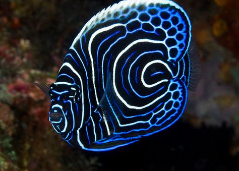 Emperor Angelfish, Coral Life, Kids Sketchbook, Ocean Aquarium, Coral Fish, Marine Fish, Rock Painting Ideas Easy, Underwater Creatures, Aquatic Animals