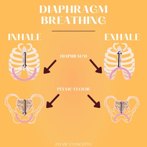 During inhalation your diaphragm contract and the pelvic floor just relax and stretch..likewise when your diaphragm is relaxing during exhalation the pelvic floor is contracting and raising upwards. . Follow us @pelvicconcepts and learn more about your pelvic health!❤️ . #diaphramaticbreathing #diaphramatic #breathing #pelvicfloor #breathingtechniques #pelvicconcepts #pelvic #raiseawareness #pelvicfloorawareness Pelvic Health Physical Therapy, Diaphragmatic Breathing Pelvic Floor, Pelvic Diaphragm, Physical Therapy Quotes, Physical Therapy School, Pelvic Floor Therapy, Pelvic Health, Diaphragmatic Breathing, Therapy Quotes