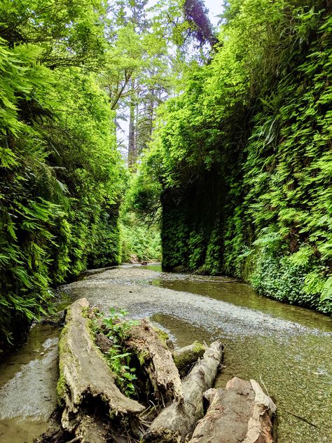 Fern Canyon Humboldt County CA (OC) [3024  4032]  Click the link for this photo in Original Resolution.  If you have Twitter follow twitter.com/lifeporn5 for more cool photos.  Thank you author: https://bit.ly/2A6dKVw  Broadcasted to you on Pinterest by pinterest.com/sasha_limm  Have The Nice Life! Fern Canyon California, Lost Coast California, Rural California, Arcata California, Humboldt County California, Fern Canyon, Antelope Canyon Arizona, Humboldt County, Destination Photography