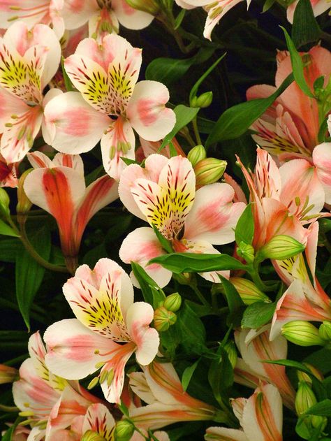 alstroemeria Hampton Court Flower Show, Peruvian Lilies, Flower Identification, Garden Flower Beds, Language Of Flowers, Seasonal Flowers, Flower Show, Cut Flowers, Flower Beds