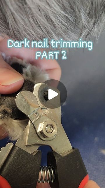 How To Trim Black Dog Nails, How To Trim Dogs Nails, Dog Nail Clipping Hacks, Trim Dogs Nails How To, Dog Nails Trimming, Dog Nail Trimming Hacks, Dog Nail Trimming Tips, Groomer Salon, Cut Dog Nails