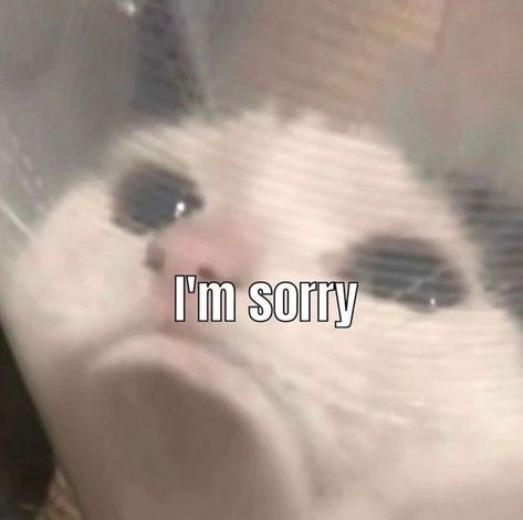 Sorry Memes, Sorry Sticker, Simple Cat Tattoo, Meme Chat, Funny Looking Cats, Cute Cat Memes, Cat Humor, Image Chat, Silly Cats Pictures