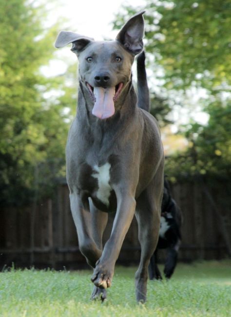 The Blue Lacy is a mid-sized working dog that is happiest when they have a job to do. These dogs are highly intelligent and have tons of energy, which combines to make a dog that will not be happy sitting around the house all day. Given their intense characteristics, the Blue Lacy is typically more suited for a family that has a large property where their dog can go outside whenever they please. Having a Blue Lacy as an apartment dog is a risky move. The apartment arrangement will only work out Blue Lacy Dog, Blue Lacy, Apartment Dogs, Red Bone, Best Dogs For Families, English Shepherd, Farm Dogs, Types Of Dogs, Family Dogs