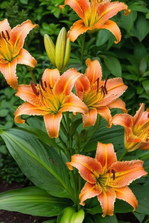 Learn all about how to grow tiger lilies at home with our comprehensive guide. Discover the best tips and tricks for nurturing these stunning flowers in your garden. From choosing the right location to proper watering techniques, we've got you covered! Whether you're a seasoned gardener or just starting out, our easy step-by-step instructions will help you cultivate beautiful tiger lilies that will bloom year after year. Don't miss out on adding these vibrant and exotic flowers to your outdoor s Tigerlily Flower, Tiger Lily Garden, Bush Lily, Day Lillies, Poisonous Flowers, Tiger Lily Flowers, Growing Lilies, Tiger Lilies, Beautiful Tiger