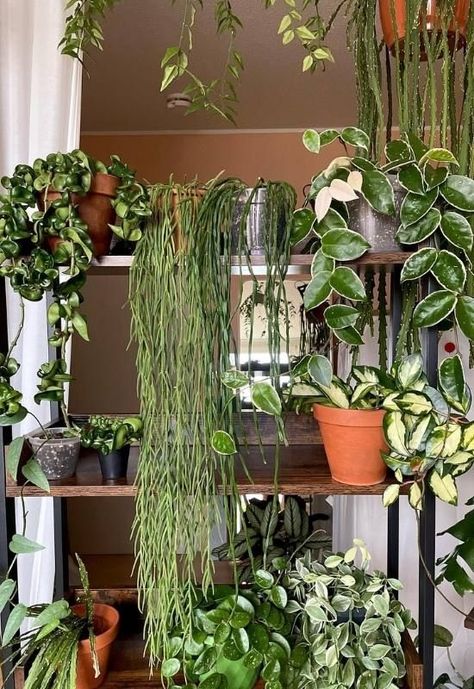 40 Stunning Hoya Plant Varieties That Will Make Your Houseplant Collection Shine Hoya Collection Display, Hoya Display Ideas, Hoya Plant Varieties, Plant Shelfie, Houseplant Collection, Amaryllis Plant, Planting Plants, Hoya Plant, Plant Varieties