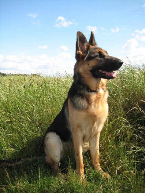 A German shepherd in the field. Looks a lot like our Pyrrha. #gsd German Shepherd Pictures, White German Shepherd, Shepherd Dogs, German Shepherd Dog, Food Pantry, German Shepherd Puppies, German Shepherds, German Shepherd Dogs, Sugar And Spice