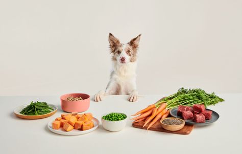 Dog Food Photoshoot, Dog Food Photography, Art Deco City, Dog Marketing, Pets Food, Dog Diet, Dog Branding, Healthy Dog Food Recipes, Human Food