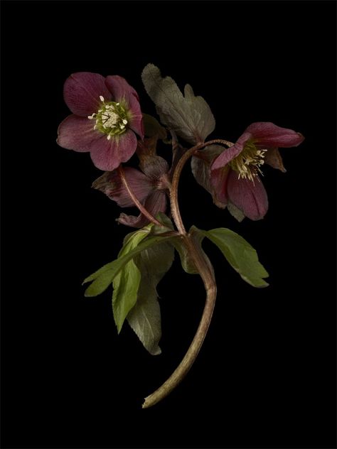 Plant Study, Lenten Rose, Dark Flowers, Flower Therapy, Arte Inspo, Pretty Plants, Botanical Drawings, Plant Illustration, Dark Floral