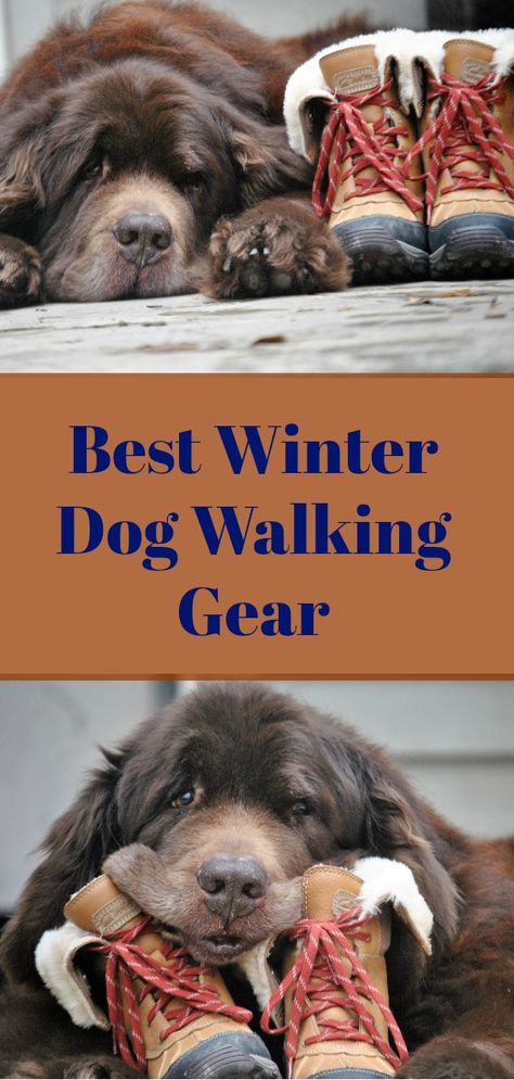 Best Winter Dog Walking Gear - #dogwalking #winter #snow #outside #pets mybrownnewfies.com Walking The Dog Outfit, Dog Winter, Cute Dog Walking Outfits, Winter Dog Walking Outfit, Dog Sledding Outfit, Winter Dog Walk Aesthetic, Dog Walking Outfit, Dog Hiking Gear, Dog Breeds That Dont Shed